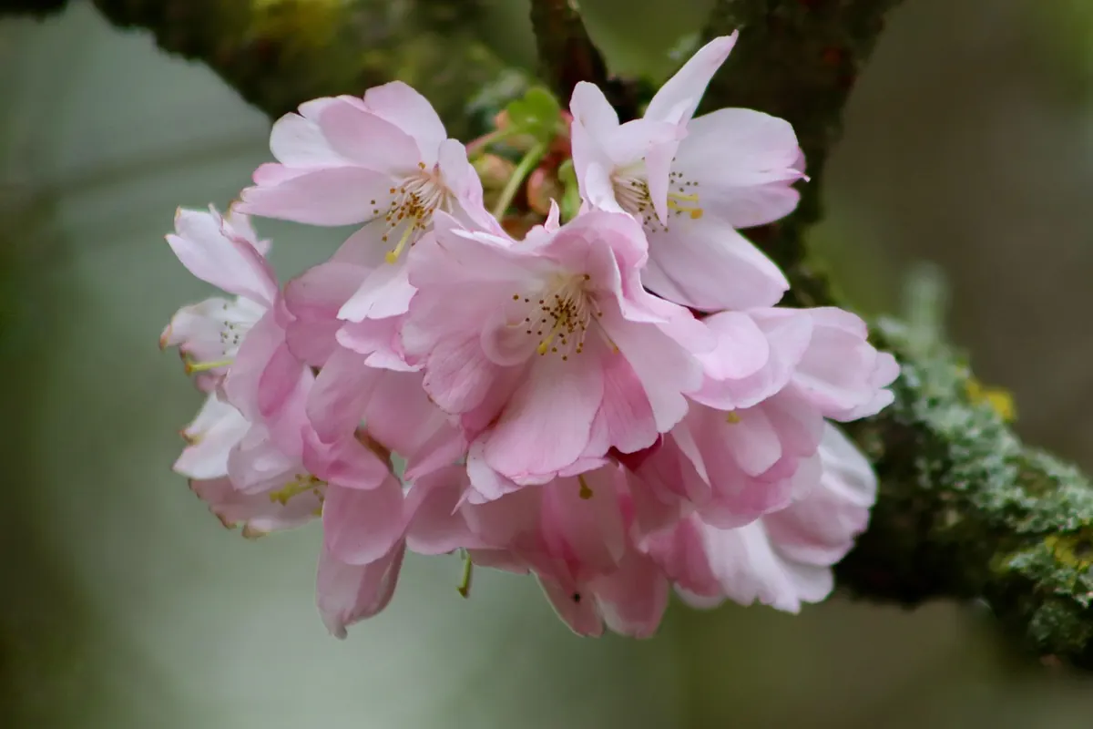 A Beginner's Guide to Haiku: Capturing British Seasons in Three Lines